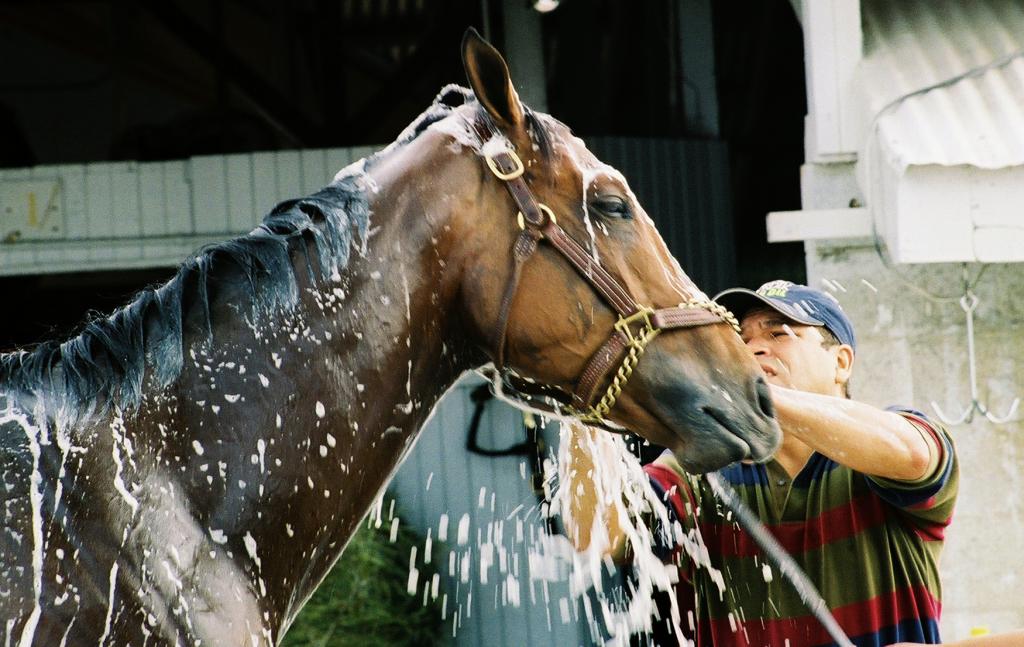 Barbaro gets a bath after morning exercise. (Carrie Curry photo)